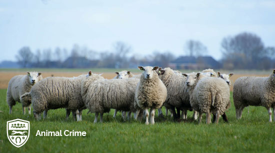 Animal Crime