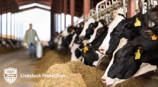 Livestock Protection