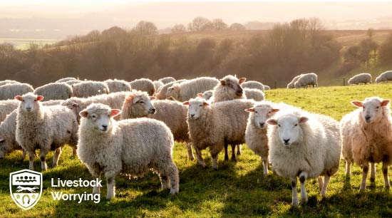Livestock Worrying